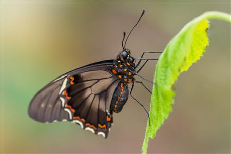 Schmetterling