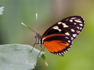 Schmetterling