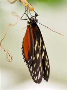 Schmetterling