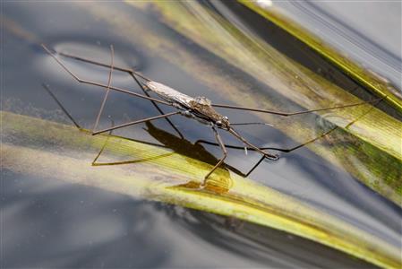 Wasserläufer mit Passagier