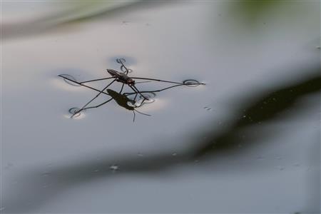 Wasserläufer