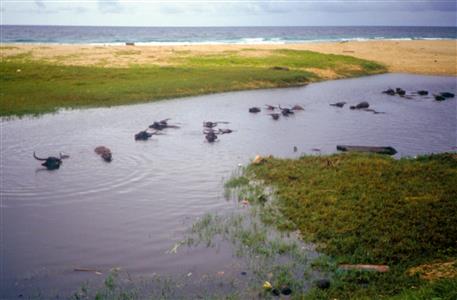 Wasserbüffel