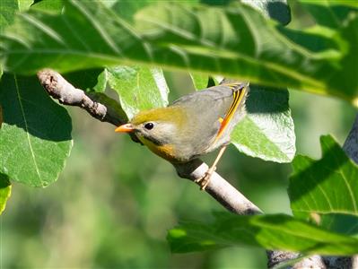 Sonnenvogel