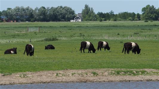 BELTED Galloway