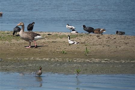 Viele Vögel