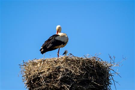 Storch