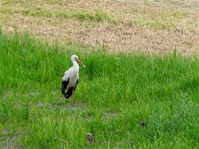 Storch