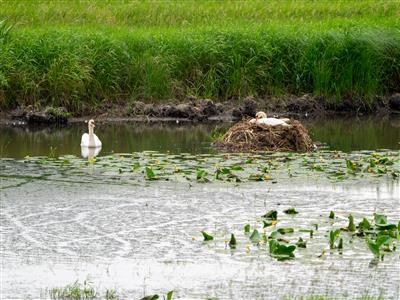 <div>Schwan</div>