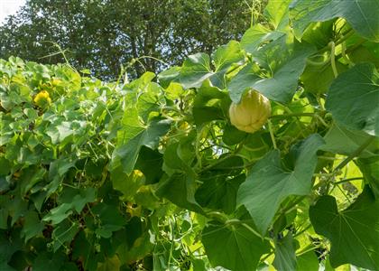 Potager du Roy