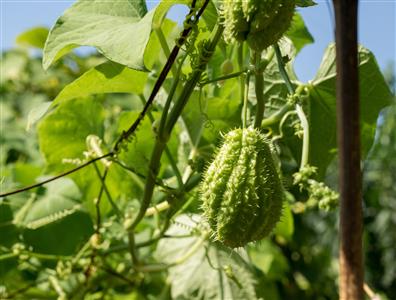 Potager du Roy