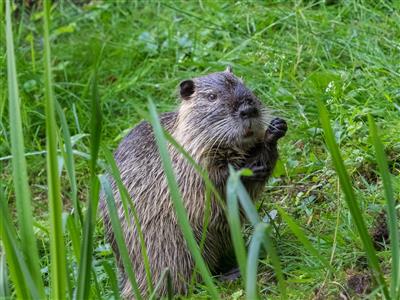 Nutria