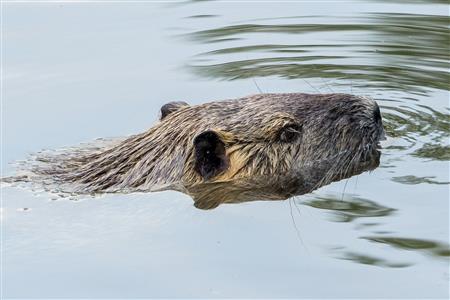 Nutria