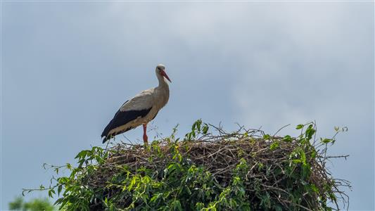 Storch