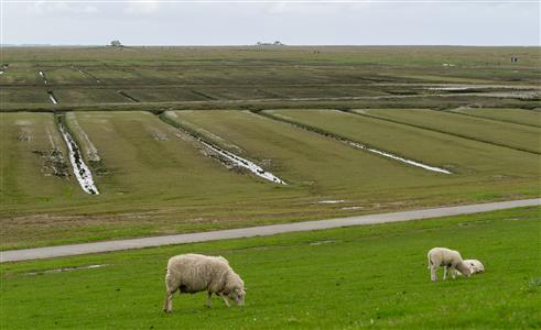 Hamburger Hallig